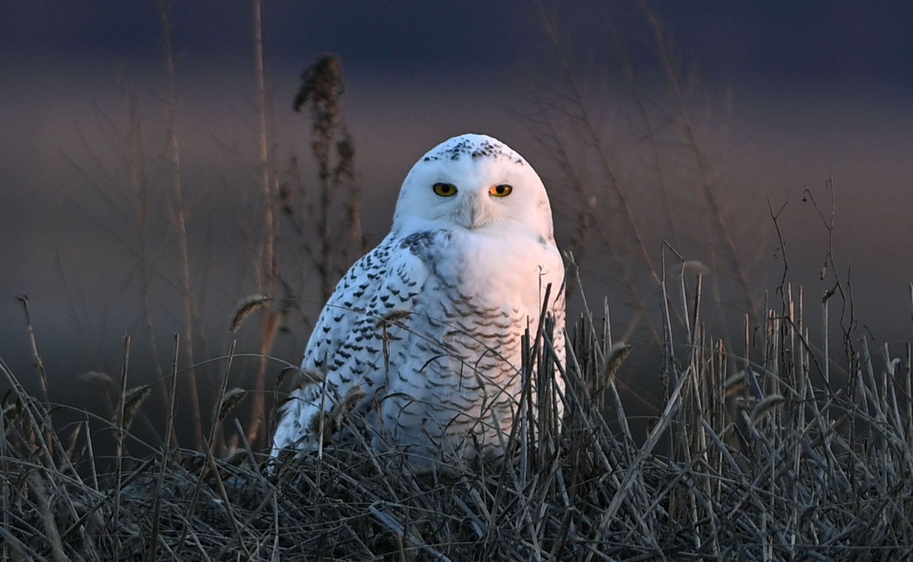 Snowy Owl 1